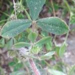 Trifolium hirtum Blad