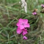 Dianthus carthusianorumFlower