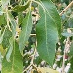 Salix acmophylla Leaf