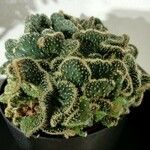 Austrocylindropuntia cylindrica Blad