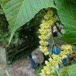 Acer capillipes 花