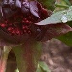 Paeonia delavayi Fruit