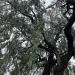 Eucalyptus sideroxylon List