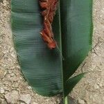 Heliconia danielsiana Leaf