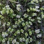 Valerianella coronata Froito