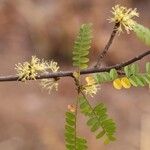 Haplocoelum foliolosum Flower