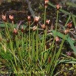 Juncus triglumis Habitatea