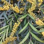 Berberis fortunei Flower