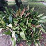 Aspidistra elatior Buveinė