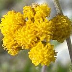 Artemisia glacialis Λουλούδι