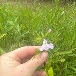 Mimulus alatus Blüte