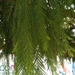 Taxodium distichum葉