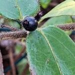 Lonicera acuminata Plod