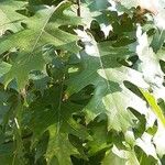 Quercus rubra Характер