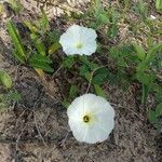 Ipomoea imperati Habit