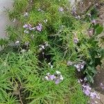 Teucrium bicolor Yeri