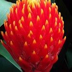 Guzmania conifera Floare