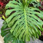 Philodendron bipinnatifidum葉