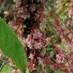 Cuscuta europaea 花