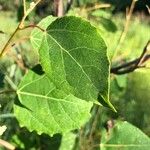 Populus tremuloides ഇല