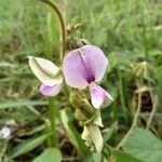 Pueraria phaseoloides Квітка