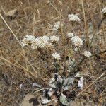 Eriogonum nudum Habitat