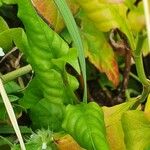 Plumbago zeylanica Folha