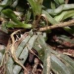 Dichaea panamensis Hoja