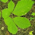 Aralia nudicaulis Folio