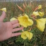 Oenothera glaziovianaKwiat