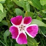 Clarkia amoena Blomst