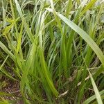 Brachypodium pinnatum Blad