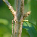 Brickellia eupatorioides Kôra