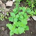 Salvia tiliifolia Leaf