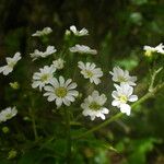 Pericallis murrayi Кветка