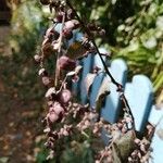 Atriplex hortensis Blad