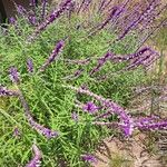 Salvia leucantha Flower
