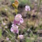 Penstemon virgatus