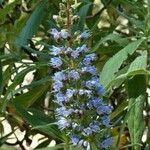 Echium callithyrsum Flower