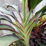 Cordyline fruticosaᱥᱟᱠᱟᱢ