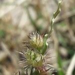 Cenchrus echinatus Fruit