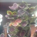 Oxalis purpureaLeht