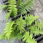 Dryopteris filix-masBlatt