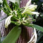 Vanilla planifolia Fleur