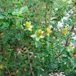 Hypericum balearicum 果実