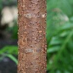 Araucaria biramulata Bark