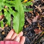 Salvia nemorosaFolha