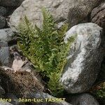 Woodsia alpina Habit