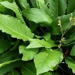 Inula helenium Leaf