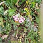 Silene colorata Λουλούδι